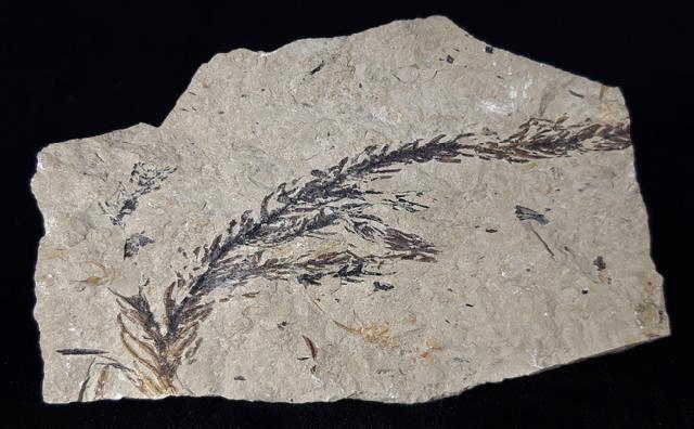 Doliostrobus taxiformis KVACEK 1971 - Bild © FossNet FossilienStore